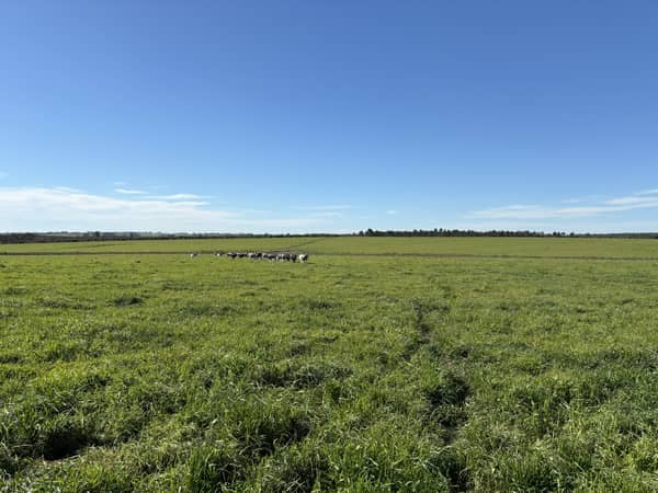 600 hectáreas. Agrícola Ganadero en Canelones Uruguay